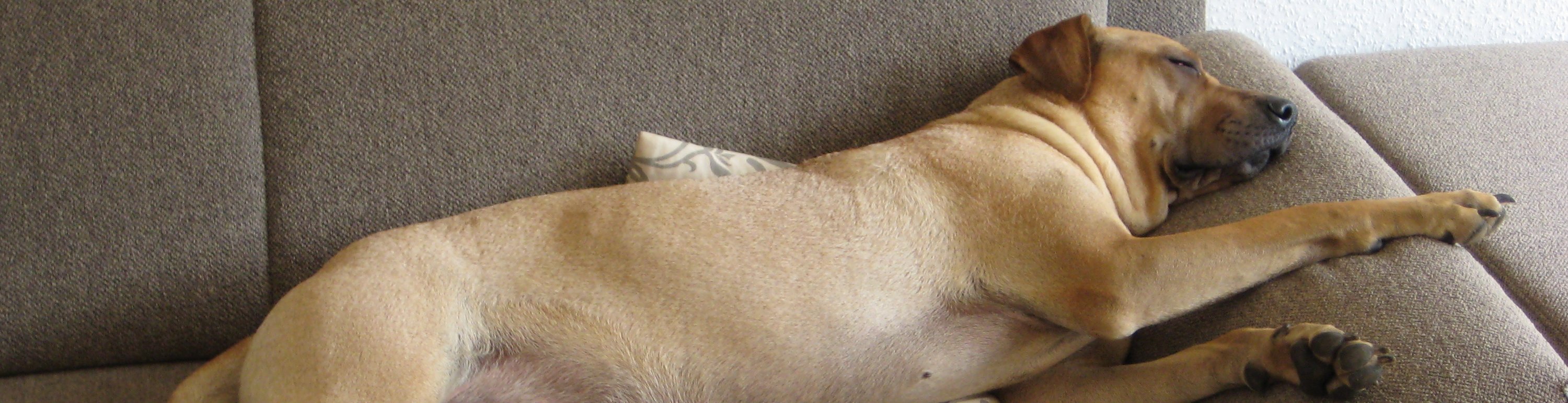 Ein Hund liegt langgestreckt auf der Couch